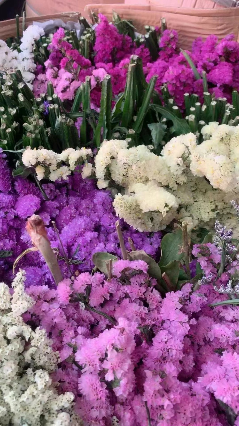 勿忘我鲜花全年可卖一手货源鲜花批发