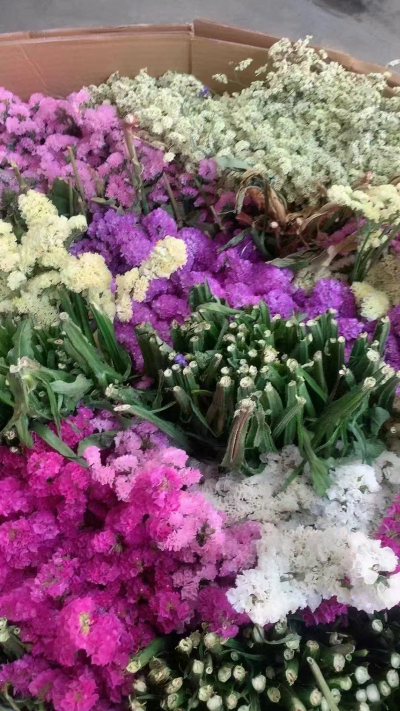 勿忘我鲜花全年可卖一手货源鲜花批发