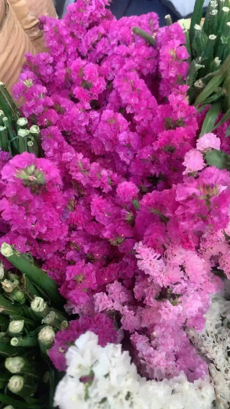 勿忘我鲜花全年可卖一手货源鲜花批发