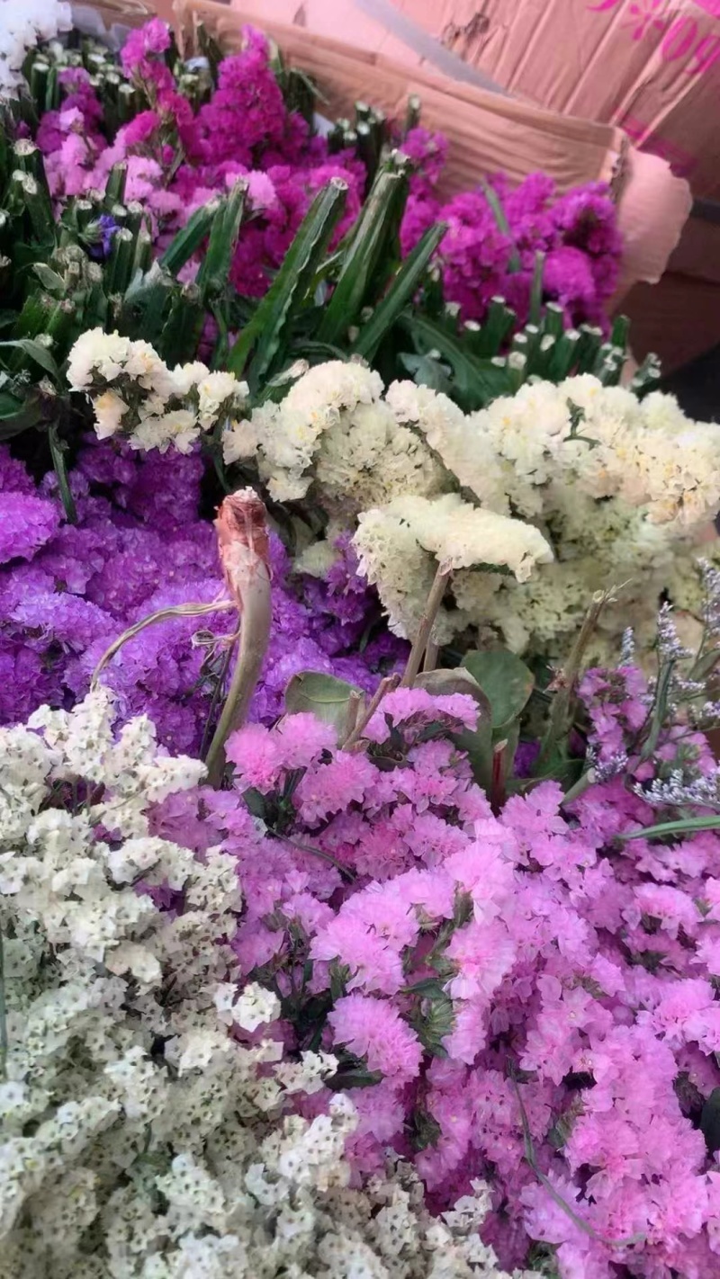 勿忘我鲜花全年可卖一手货源鲜花批发