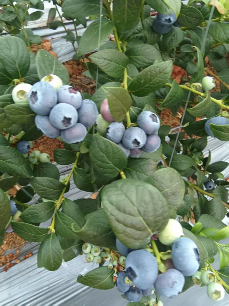 山东莒县蓝莓大量上市