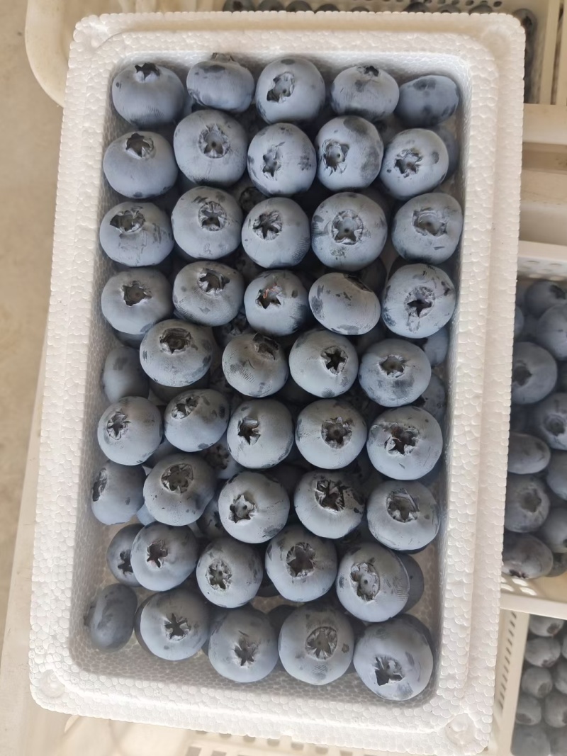 山东莒县蓝莓大量上市