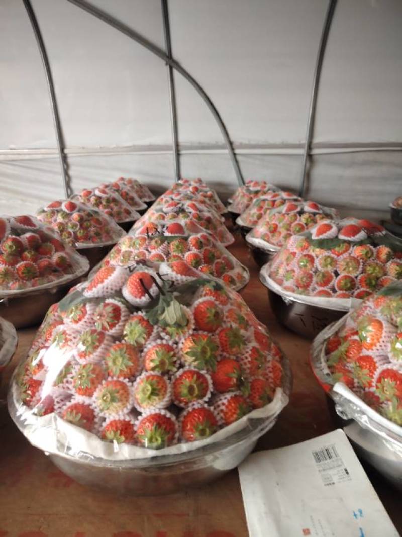 新鲜当季草莓，甜蜜多汁，**特惠！