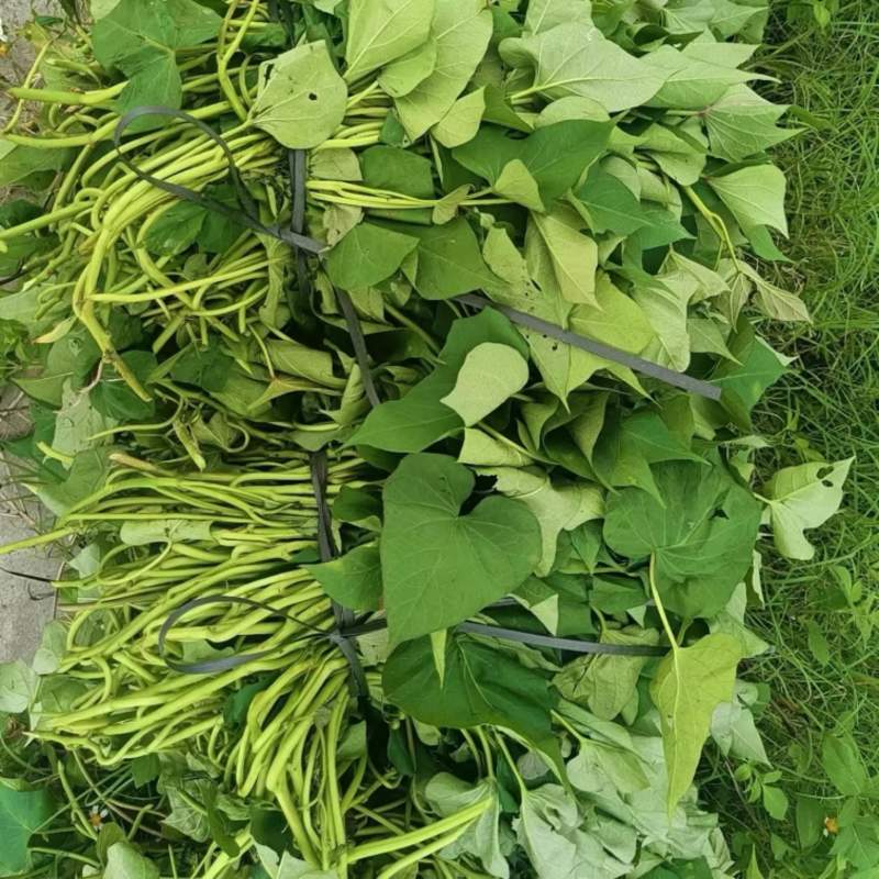 烟薯苗苗地直供价格实惠欢迎联系订购量大从优