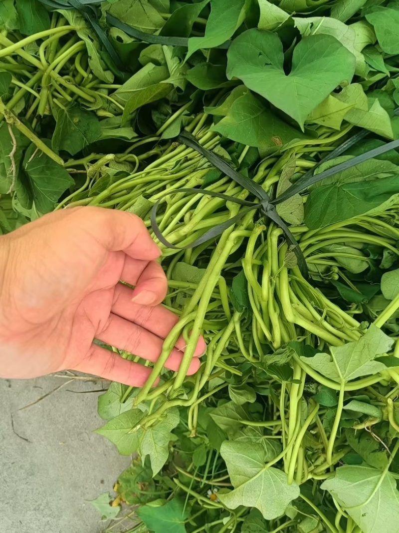 烟薯苗苗地直供价格实惠欢迎联系订购量大从优