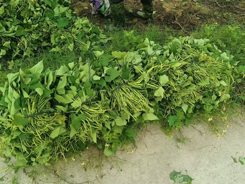 烟薯苗苗地直供价格实惠欢迎联系订购量大从优