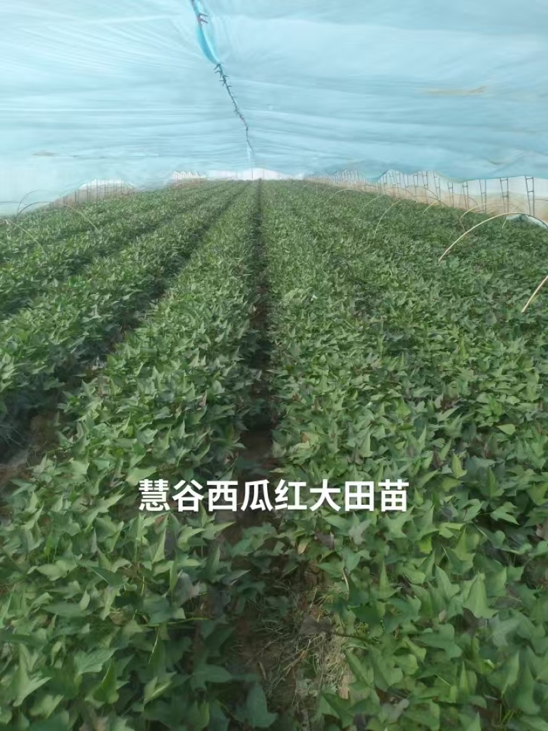 烟薯苗苗地直供价格实惠欢迎联系订购量大从优