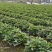 烟薯苗苗地直供价格实惠欢迎联系订购量大从优