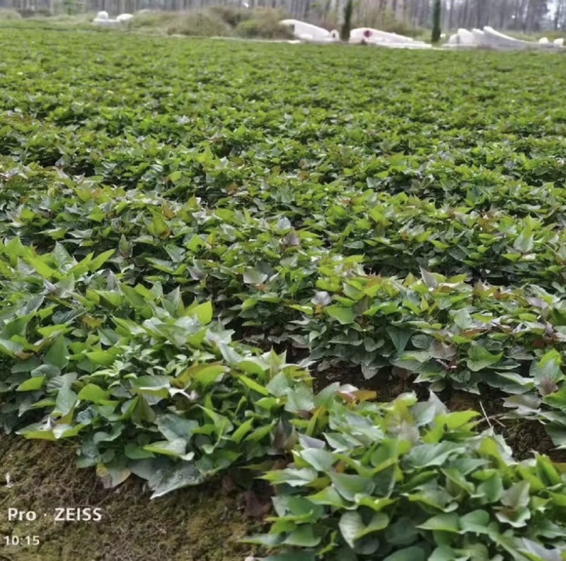 烟薯苗苗地直供价格实惠欢迎联系订购量大从优