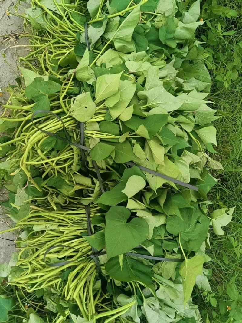 烟薯苗苗地直供价格实惠欢迎联系订购量大从优