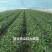 河北慧谷西瓜红，烟薯25大田苗