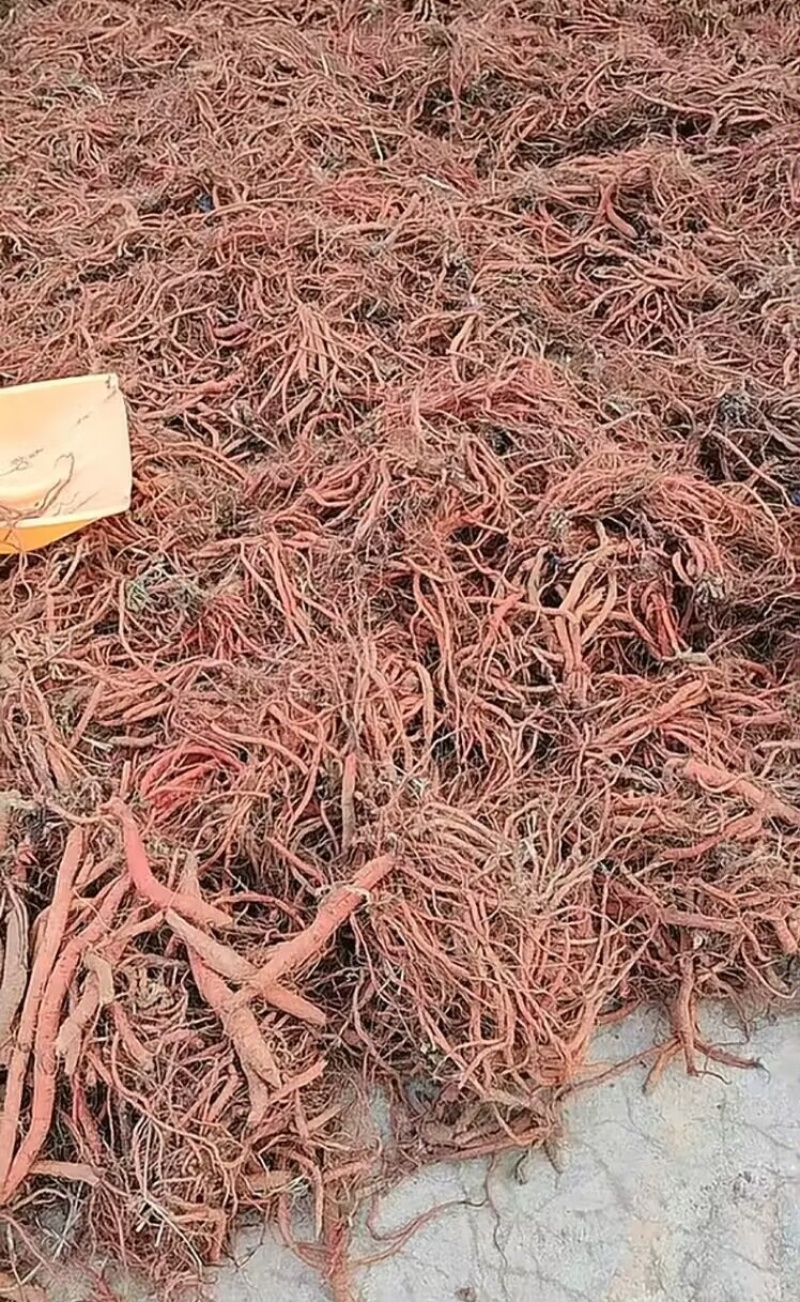 紫花丹参新货，干货，量大价格可谈，可根据您需求做规格