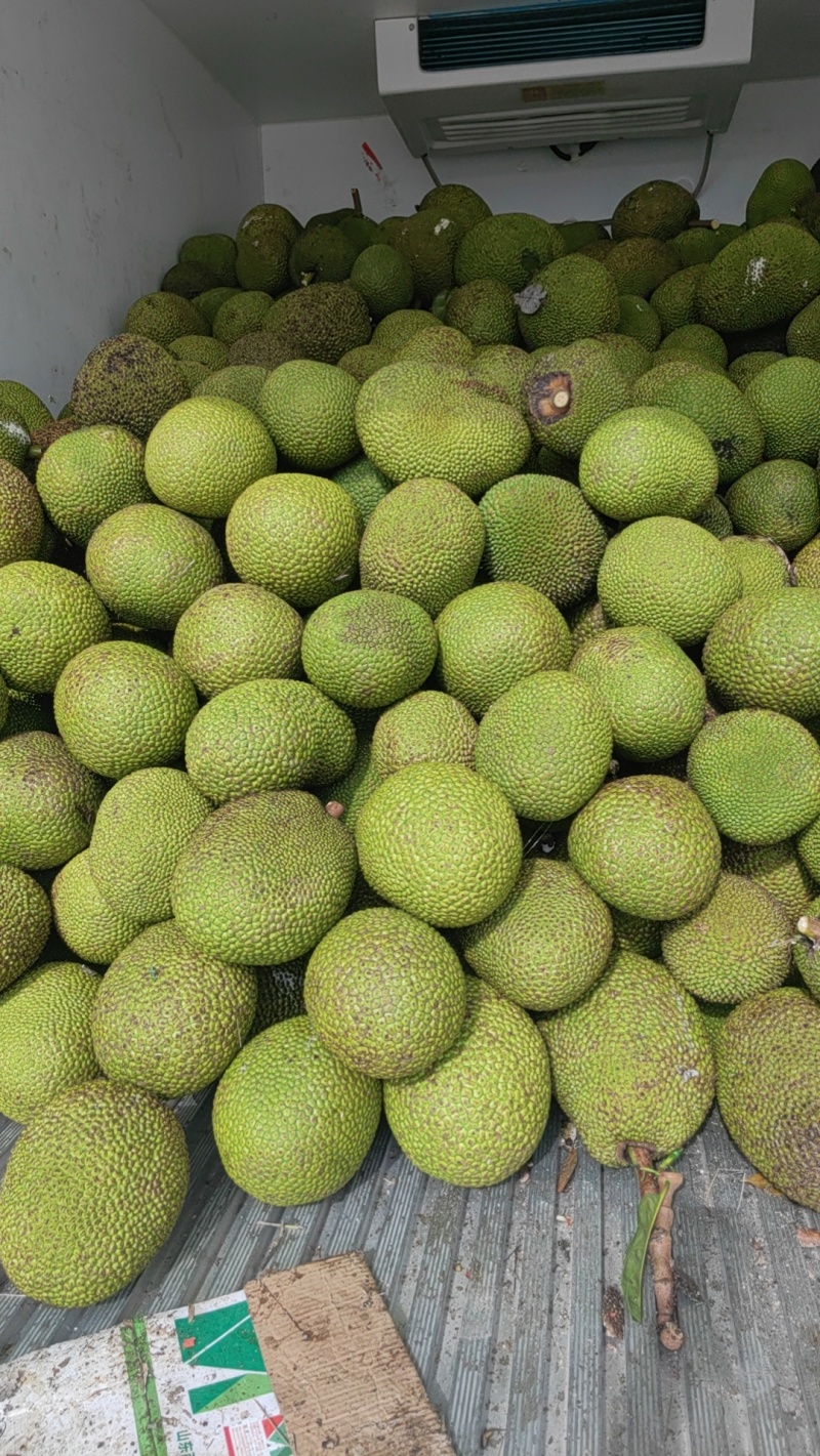 海南菠萝蜜泰八甜过初恋