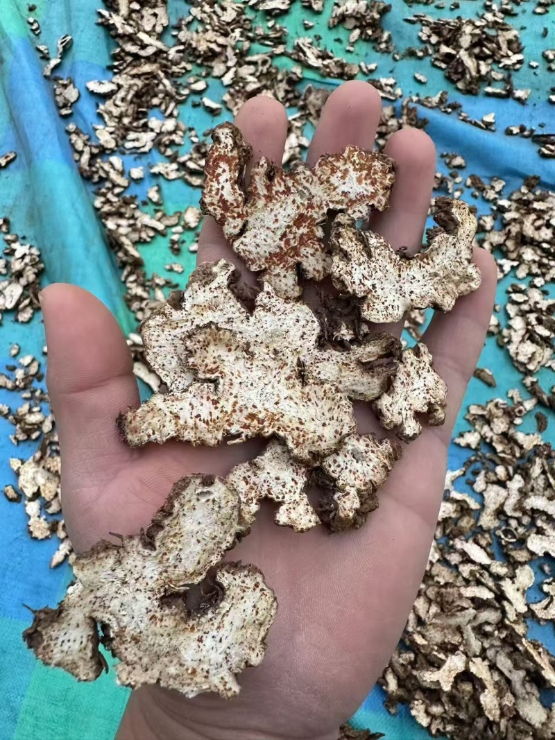 苍术内蒙朱砂点苍术关书药业批发中药材