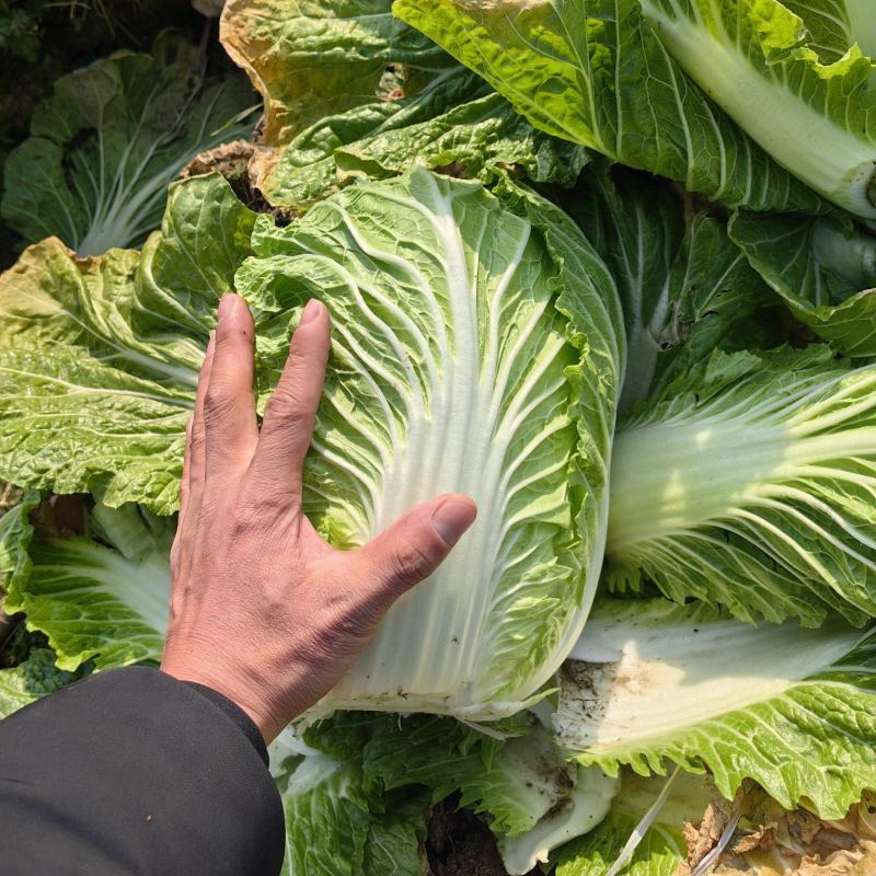 黄心白菜