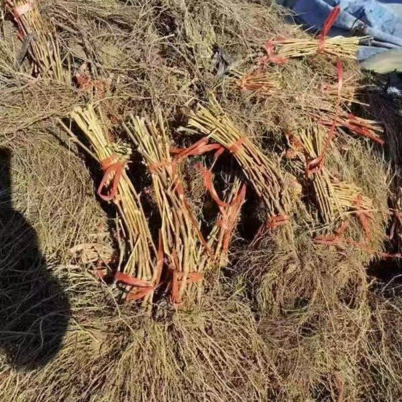 极寒贝达，防寒抗冻葡萄！砧木，冻不死一年到多年，一手货源