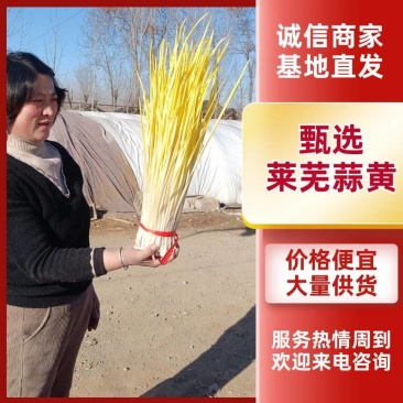 甄选山东莱芜蒜黄水北蒜黄优质蒜黄欢迎新老客户选购