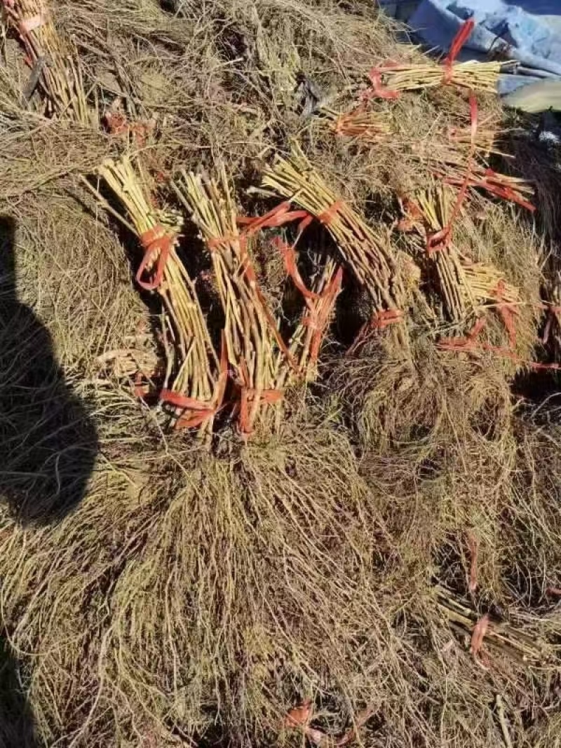 极寒贝达，防寒抗冻葡萄！砧木，冻不死一年到多年，一手货源