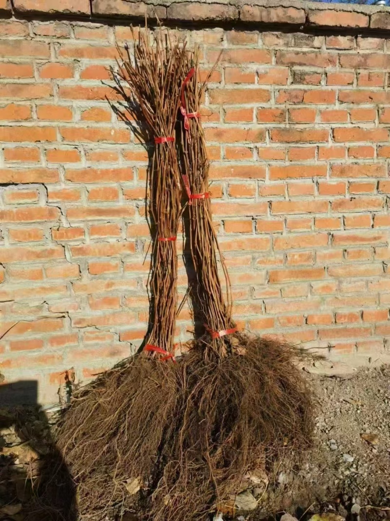 极寒贝达，防寒抗冻葡萄！砧木，冻不死一年到多年，一手货源