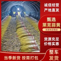 优选山东莱芜蒜黄品质您放心致电有优惠诚信经营
