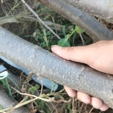 辽宁北镇李子树，3到5公分，多年生，占地，一手货源，产地