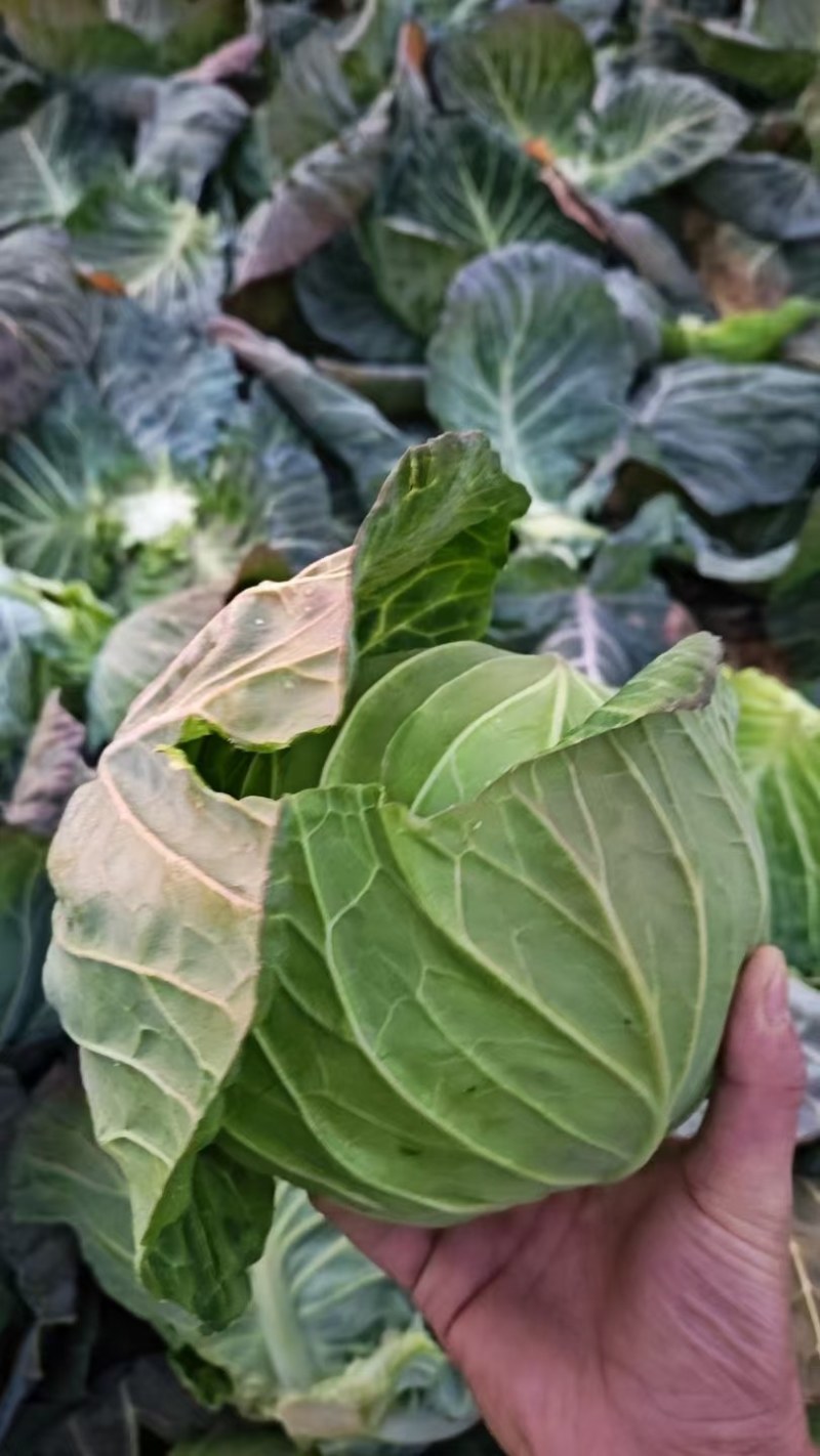 精品甘蓝/圆包菜/湖北包菜/产地批发/供应电商市场