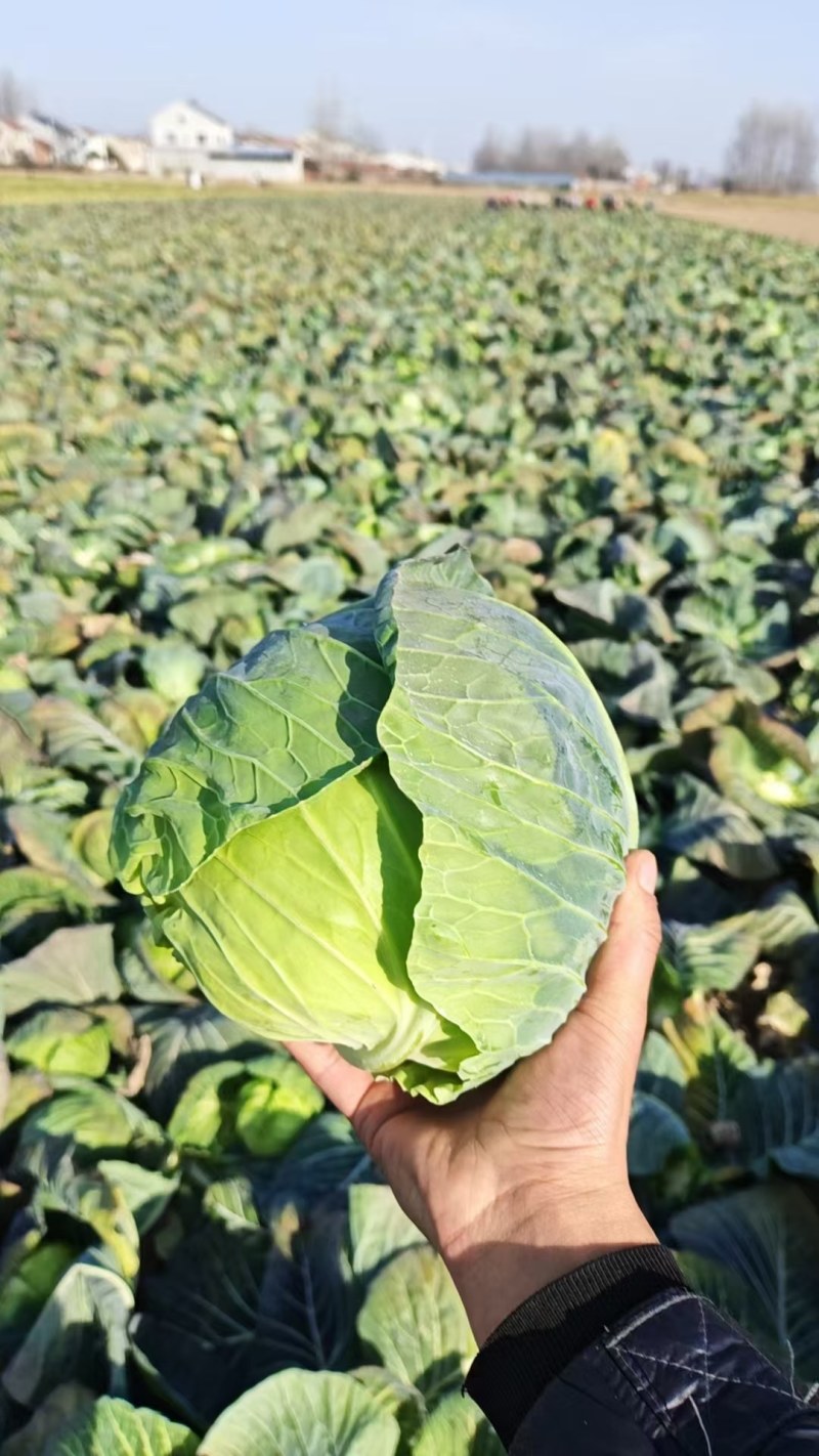 精品甘蓝/圆包菜/湖北包菜/产地批发/供应电商市场