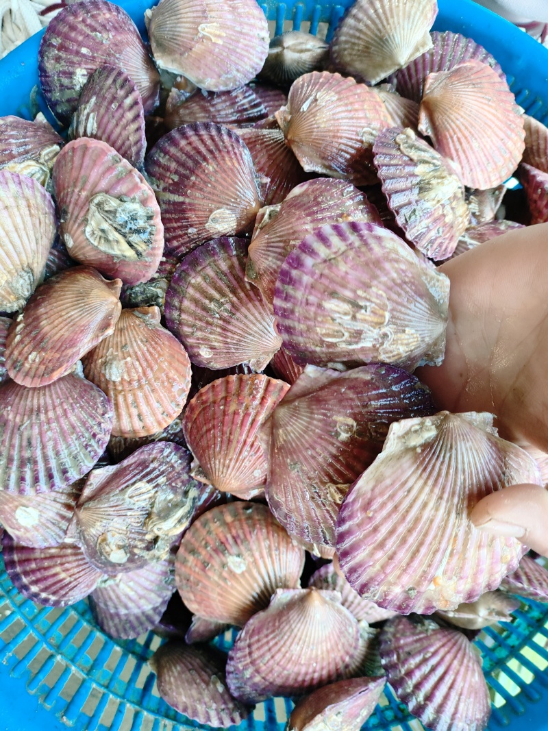 鲜活扇贝刺贝小红贝夏怡贝可烧烤清蒸苏鲁水产