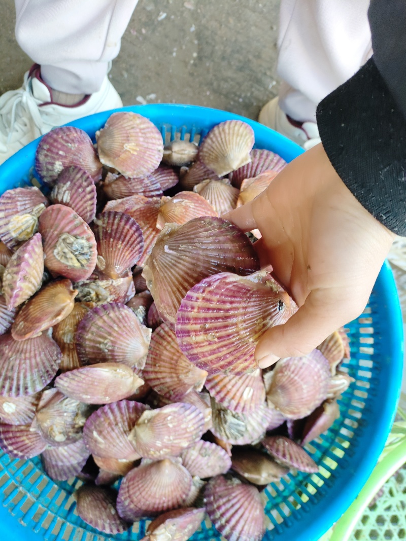 鲜活扇贝刺贝小红贝夏怡贝可烧烤清蒸苏鲁水产
