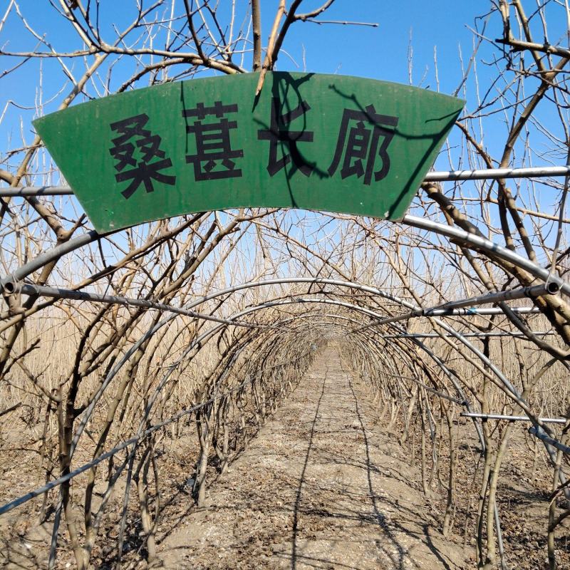 桑葚树，10年大树，要拆迁，有需要的联系我