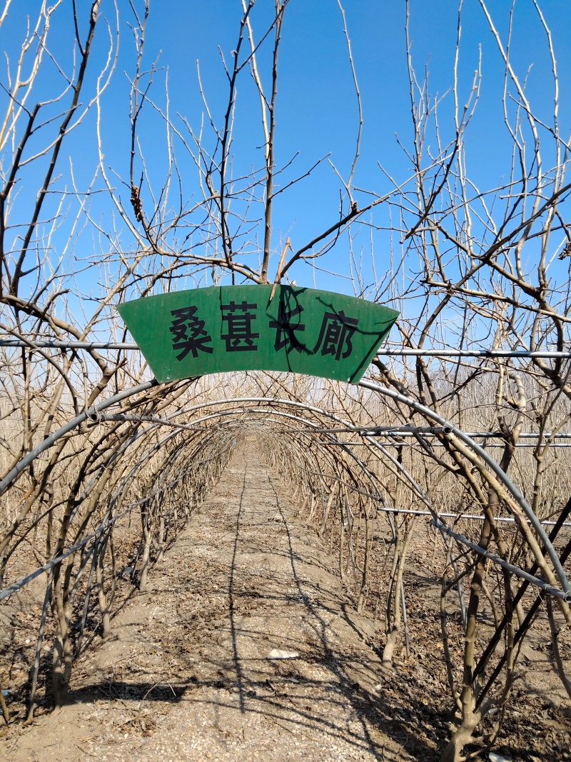 桑葚树，10年大树，要拆迁，有需要的联系我