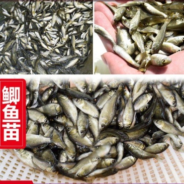 中科五号鲫鱼苗黄金鲫鱼苗彭泽鲫送货上门