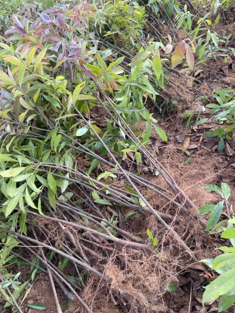 两年生木荷，地径1公分，高度1米以上，苗圃直供