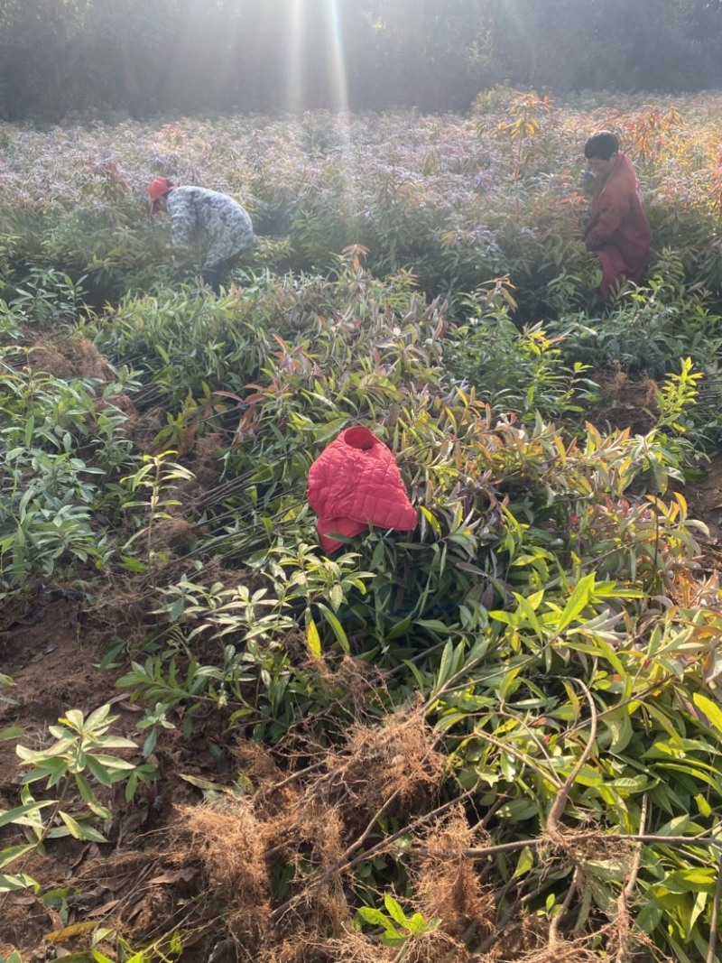 两年生木荷，地径1公分，高度1米以上，苗圃直供