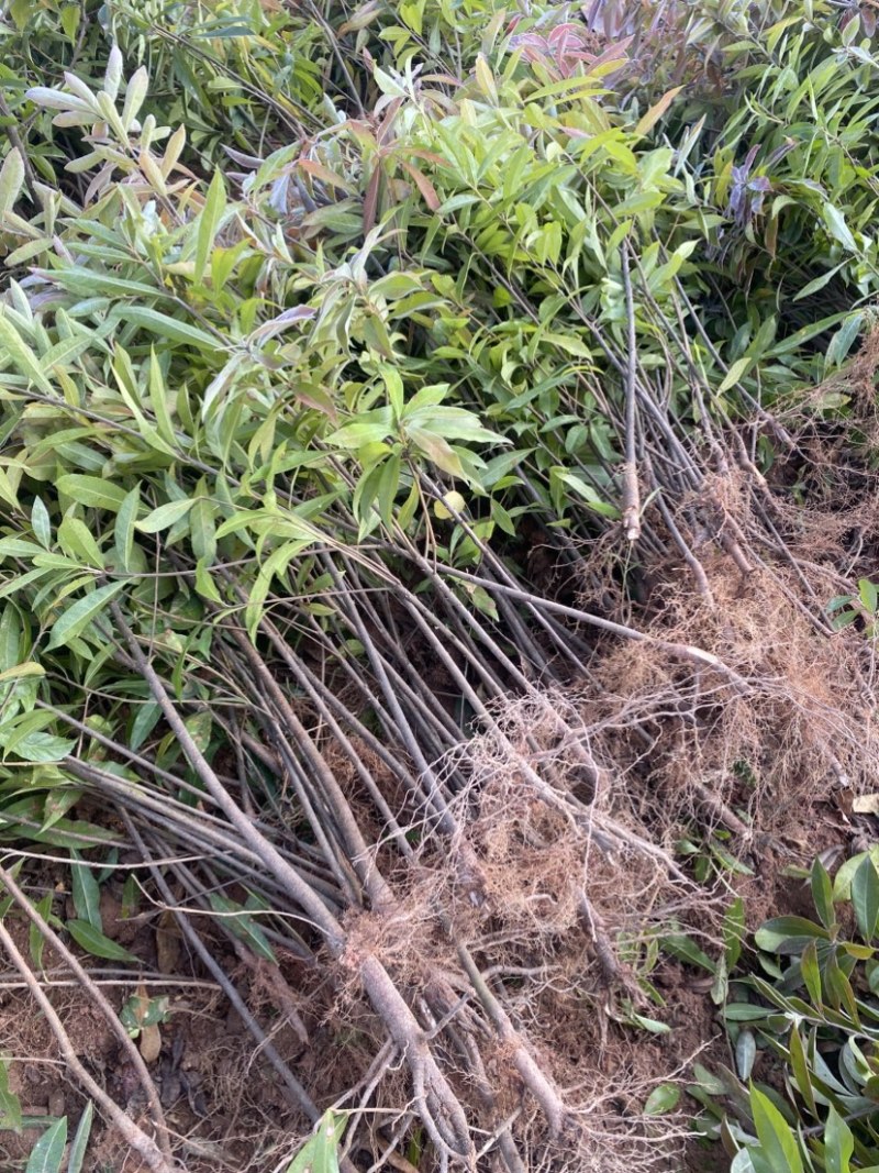 两年生木荷，地径1公分，高度1米以上，苗圃直供