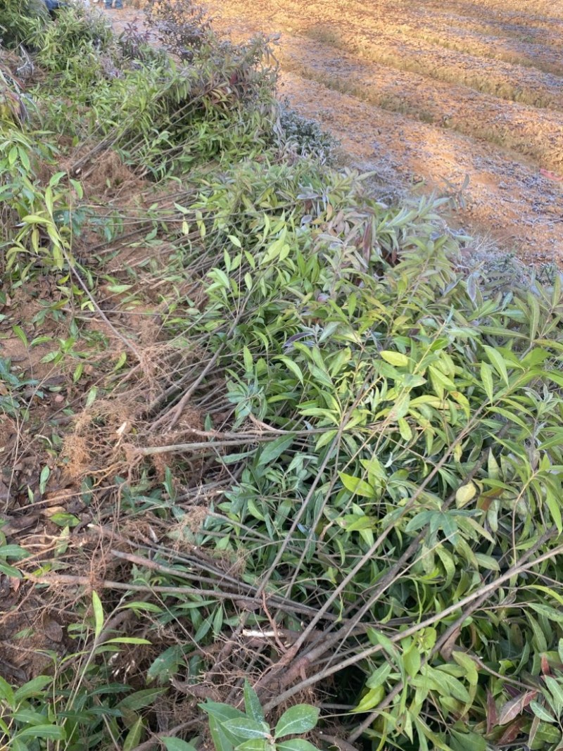 两年生木荷，地径1公分，高度1米以上，苗圃直供