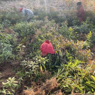 两年生木荷，地径1公分，高度1米以上，苗圃直供