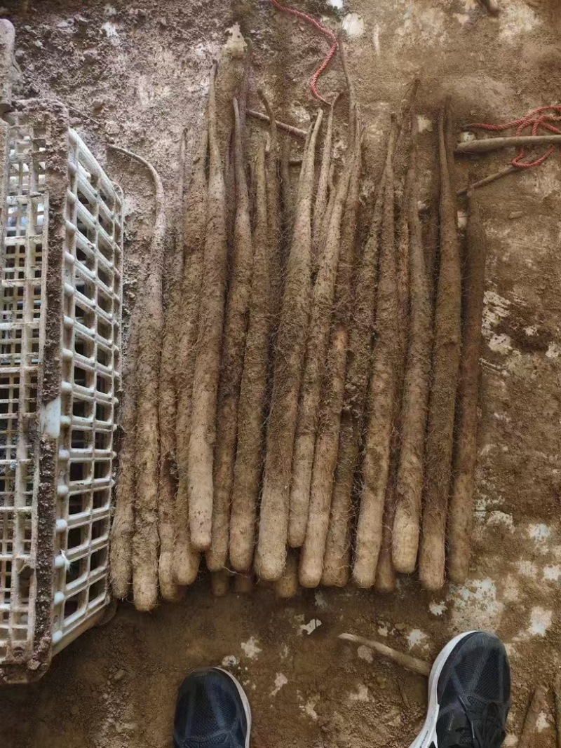 河北精品双棒山药，面山药，麻山药，原产地直发海量货源！！