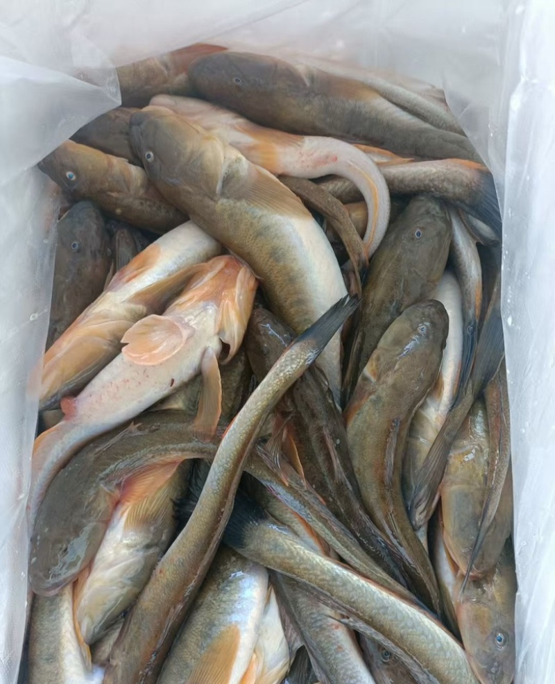 海鲜海鱼沙光鱼冷冻新鲜小龙鱼海鲶鱼深海水产海鱼类鲜活速冻