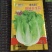 意大利耐抽苔生菜种子爽口生吃生菜种籽盆栽大田农家蔬菜种子