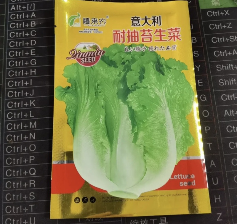 意大利耐抽苔生菜种子爽口生吃生菜种籽盆栽大田农家蔬菜种子