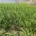 特菜新鲜黄花菜现货金针菜