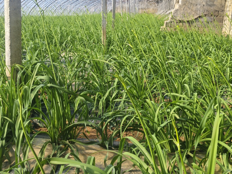 特菜新鲜黄花菜现货金针菜