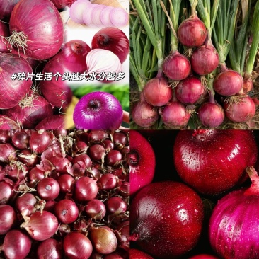 【精品洋葱】云南红皮洋葱-来电规格齐全-货量大充足-价格可谈