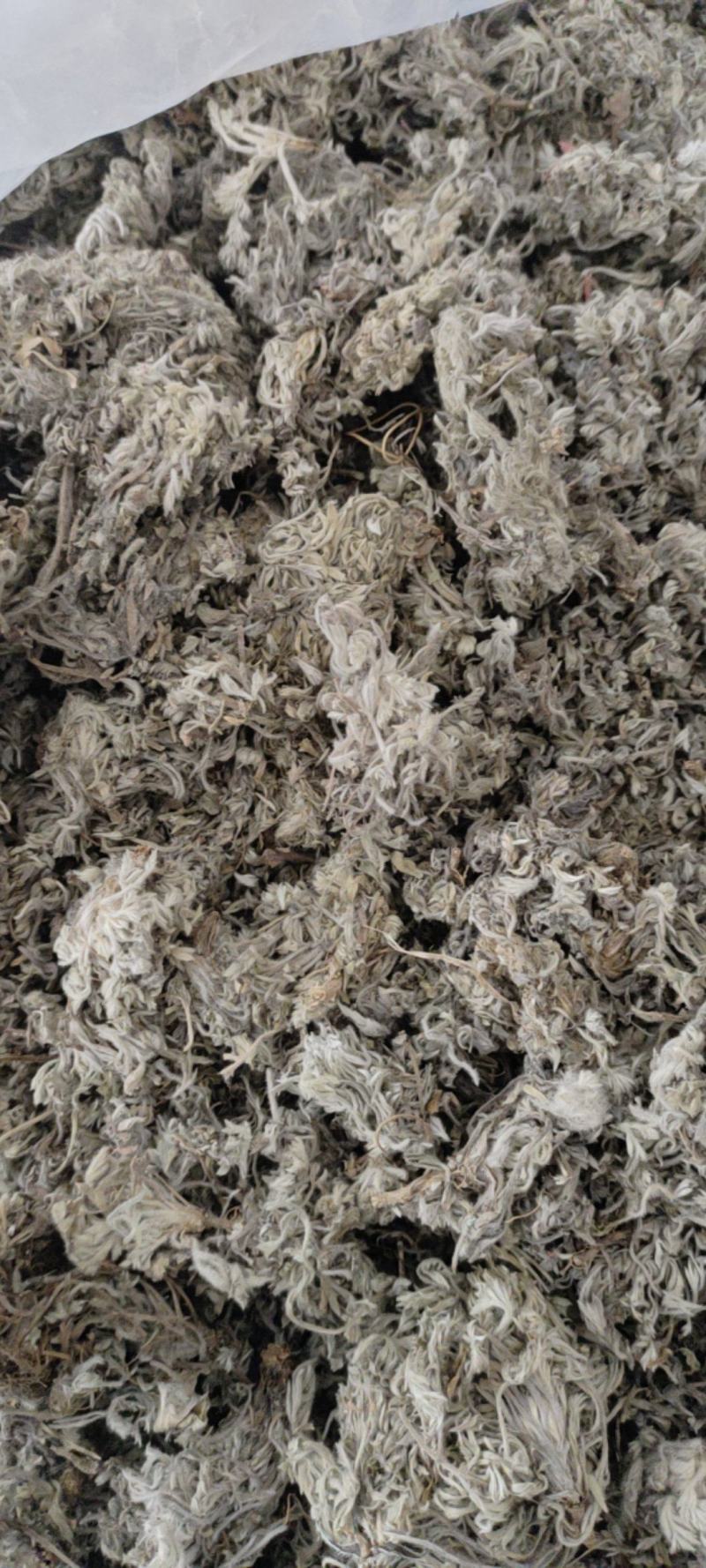 正月绵茵陈干货