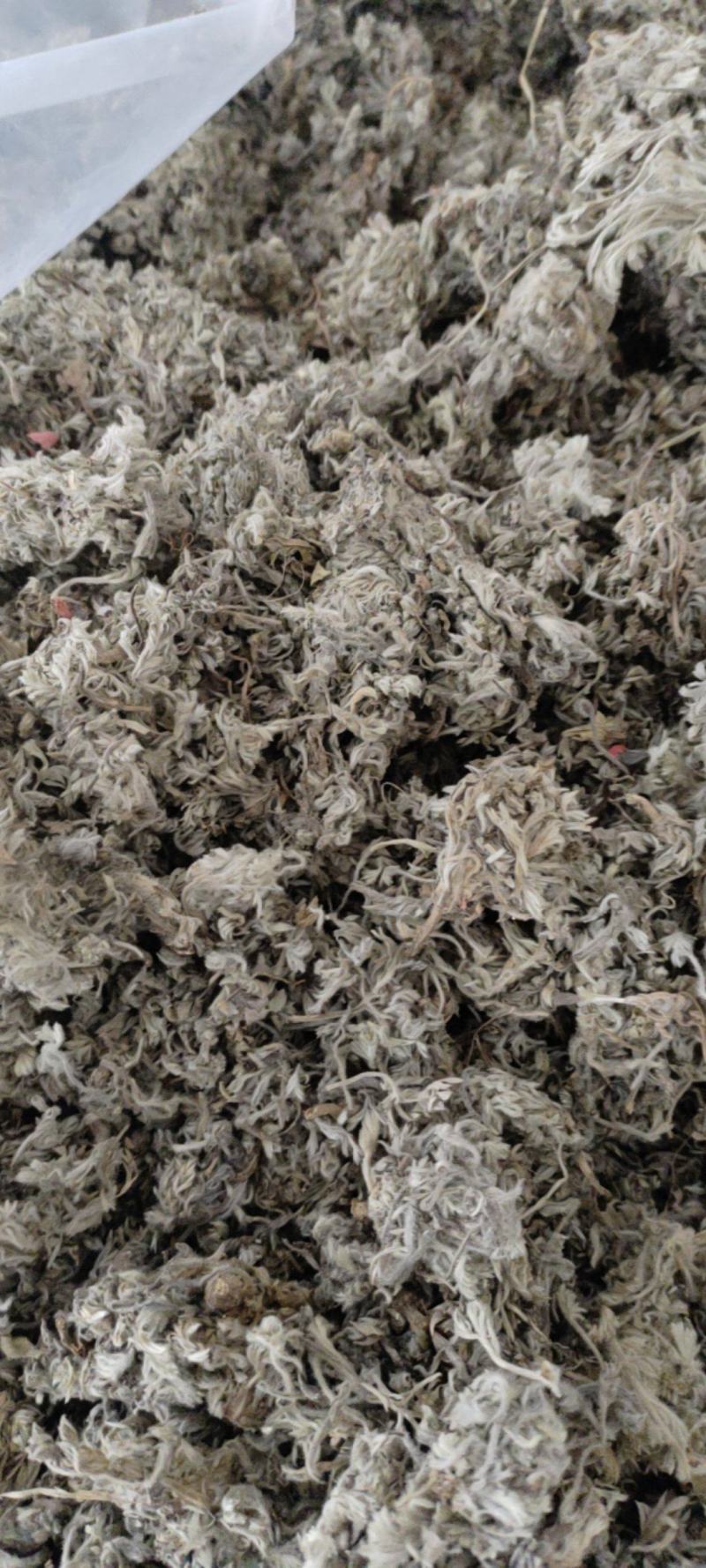正月绵茵陈干货