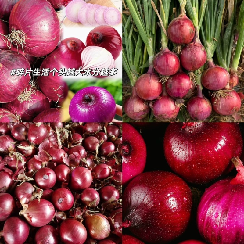 【精品洋葱】云南红皮洋葱-来电规格齐全-货量大充足-价格可谈