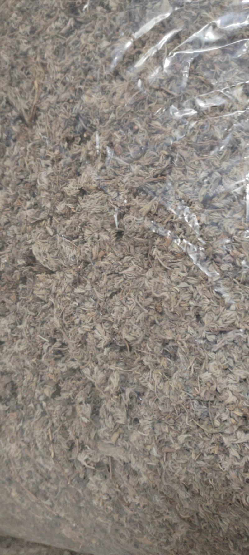 正月绵茵陈干货