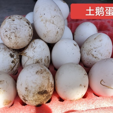 土鹅大白鹅鹅蛋农户家五谷杂粮喂养品质保证欢迎选购
