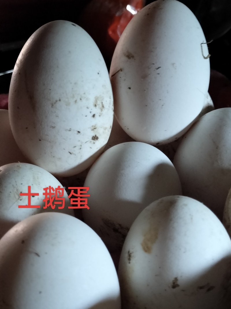 土鹅大白鹅鹅蛋农户家五谷杂粮喂养品质保证欢迎选购